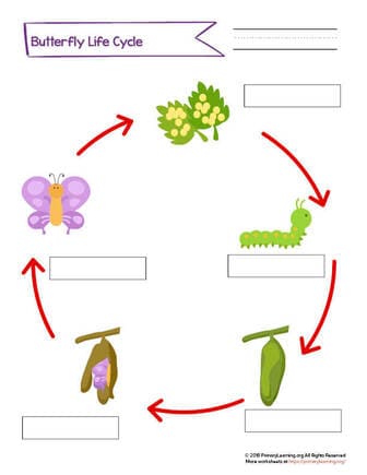 Label the Stages of the Butterfly Life Cycle | PrimaryLearning.Org