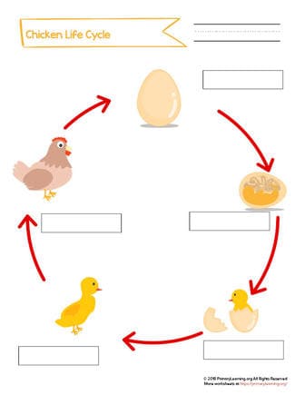 Cut And Paste The Life Cycle Of A Chicken Worksheet Primarylearning Org ...