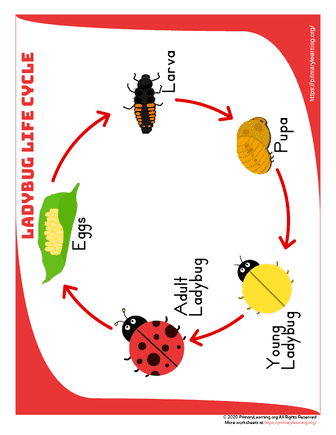 Ladybug Life Cycle Anchor Chart 