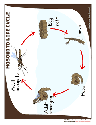 Mosquito Life Cycle Anchor Chart 