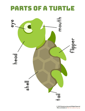 Parts of a Turtle | PrimaryLearning.Org