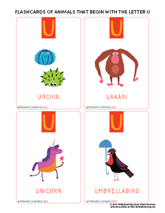 Flashcards Of Animals That Begin With The Letter U 
