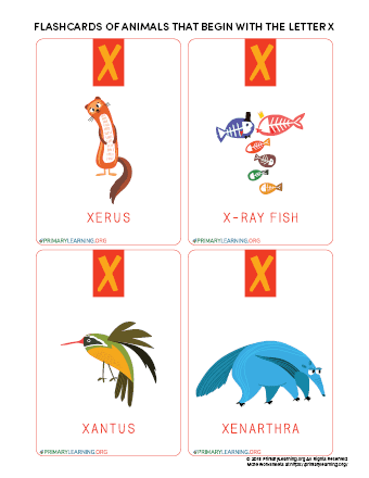 Flashcards Of Animals That Begin With The Letter X 