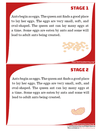 ant life cycle cards