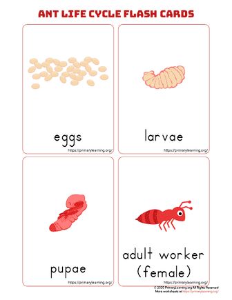 ant life cycle flashcards
