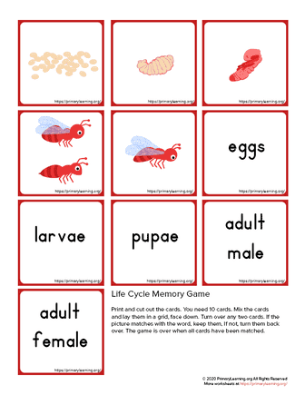 ant life cycle memory game