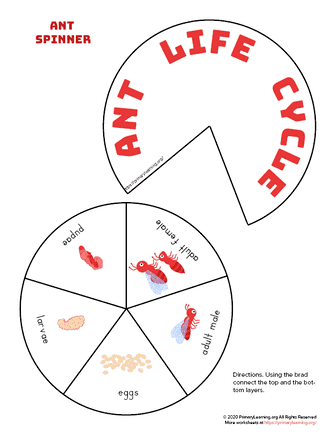 ant life cycle spinner