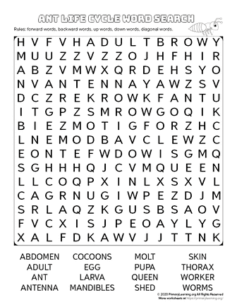 ant life cycle word search