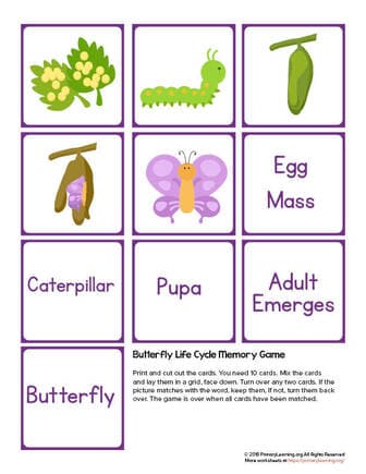 butterfly life cycle game