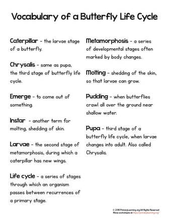 butterfly life cycle vocabulary