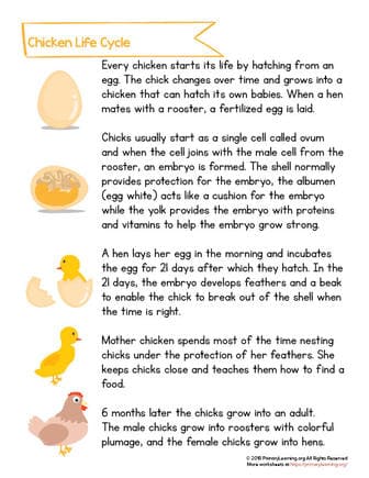 life cycle of a chicken for kids