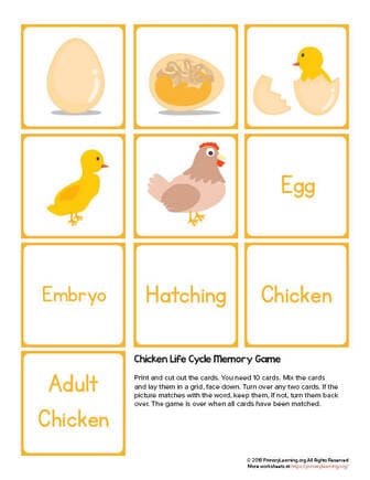 the chicken life cycle