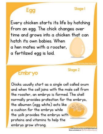 chickens life cycle