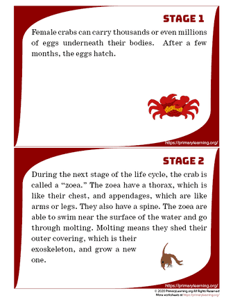 crab life cycle cards