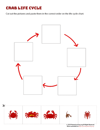 crab life cycle - cut and paste