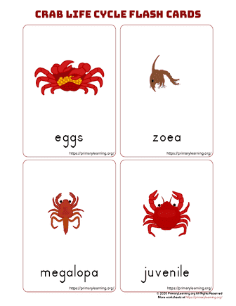 crab life cycle flashcards