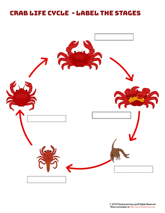 crab life cycle - label the stages