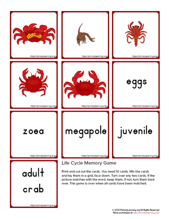 crab life cycle memory game