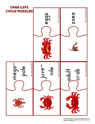 crab life cycle puzzles