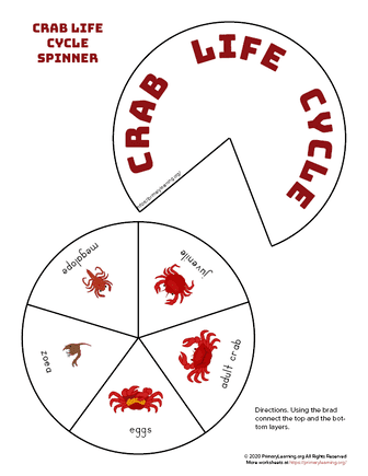 crab life cycle spinner