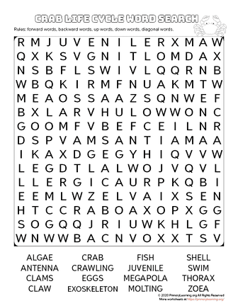 crab life cycle word search