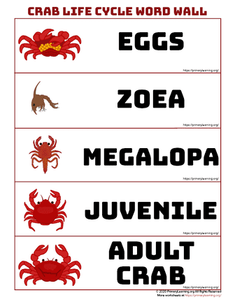 crab life cycle word wall