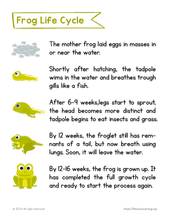 frog cycle
