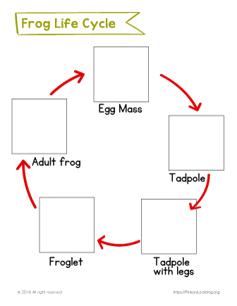 frog lifecycle
