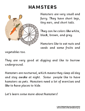 Hamsters facts: we answer your questions