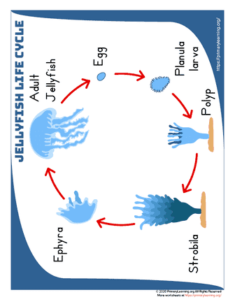 jellyfish life cycle anchor chart