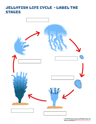 jellyfish life cycle - label the stages