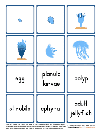 jellyfish life cycle memory game