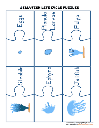 jellyfish life cycle puzzles