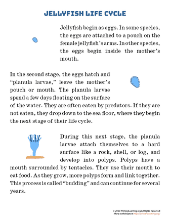 jellyfish life cycle article