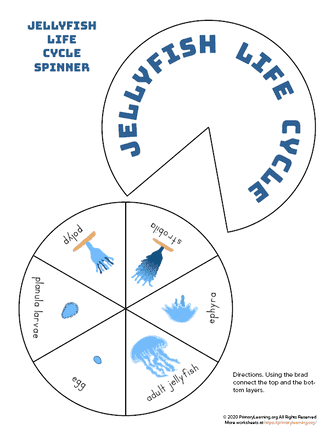 jellyfish life cycle spinner