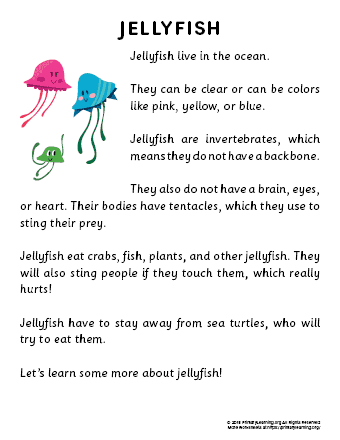 jellyfish reading passage