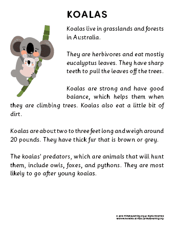 koala reading passage