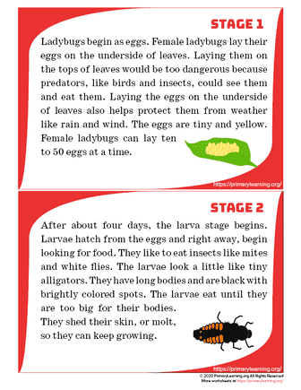 ladybug life cycle cards