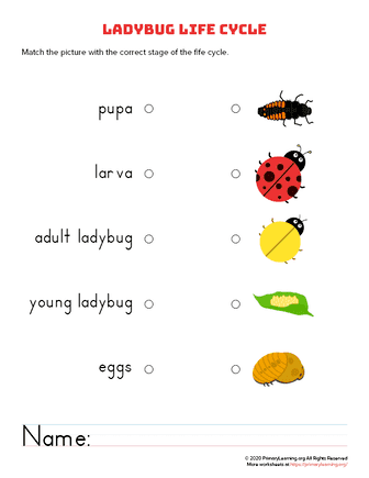 ladybug life cycle - connect it