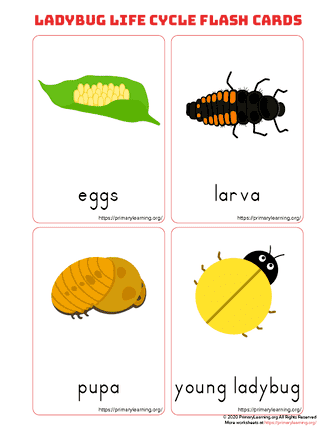 ladybug life cycle flashcards