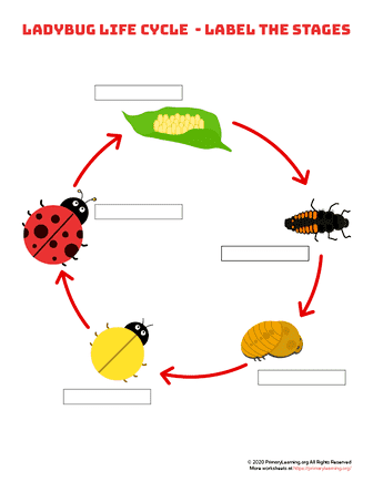 ladybug life cycle - label the stages