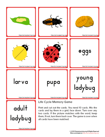 ladybug life cycle memory game