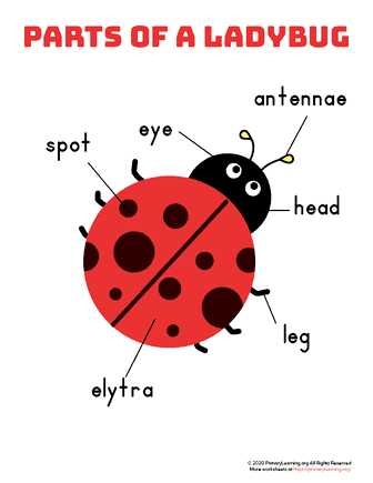 parts of a ladybug