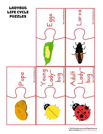 ladybug life cycle puzzles