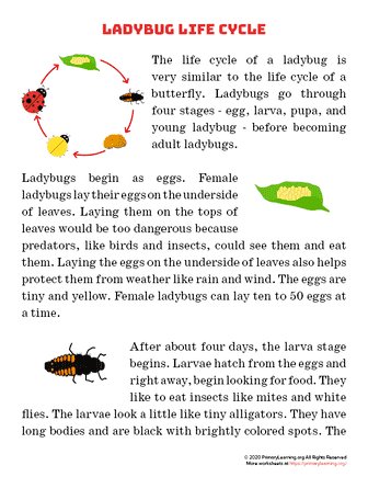 ladybug life cycle article