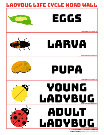 ladybug life cycle word wall