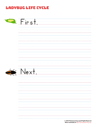 ladybug life cycle writing prompt