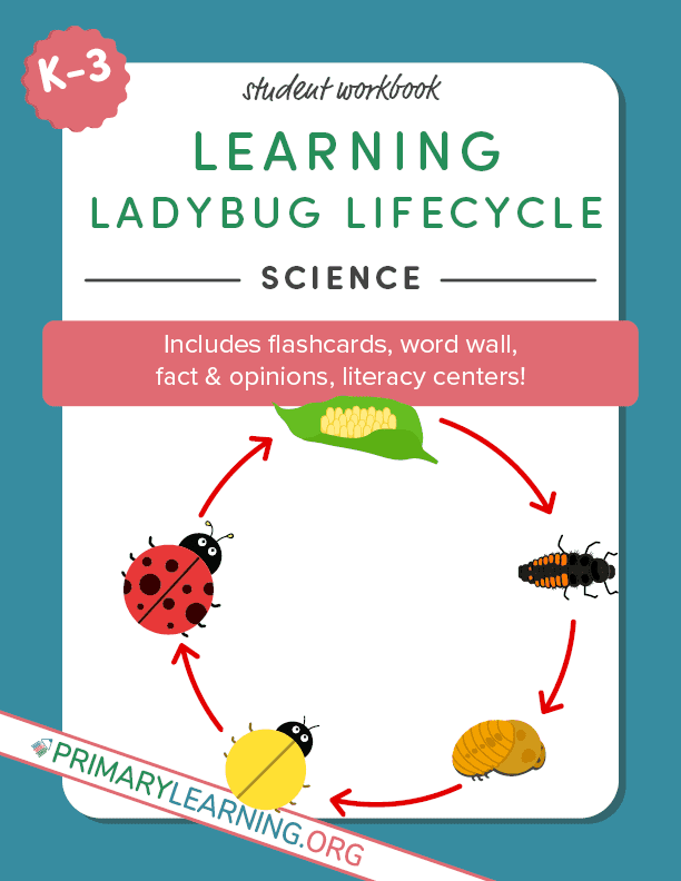 ladybug life cycle flipbook