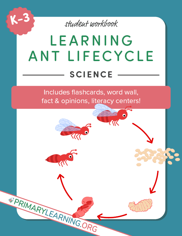 ant life cycle journal