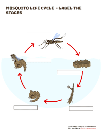 mosquito life cycle - label the stages